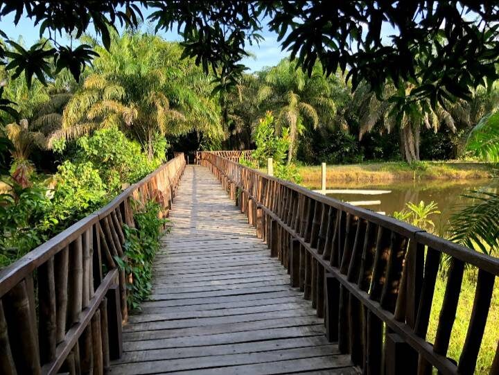 The canopy walkway trail at Lufasi Nature Park