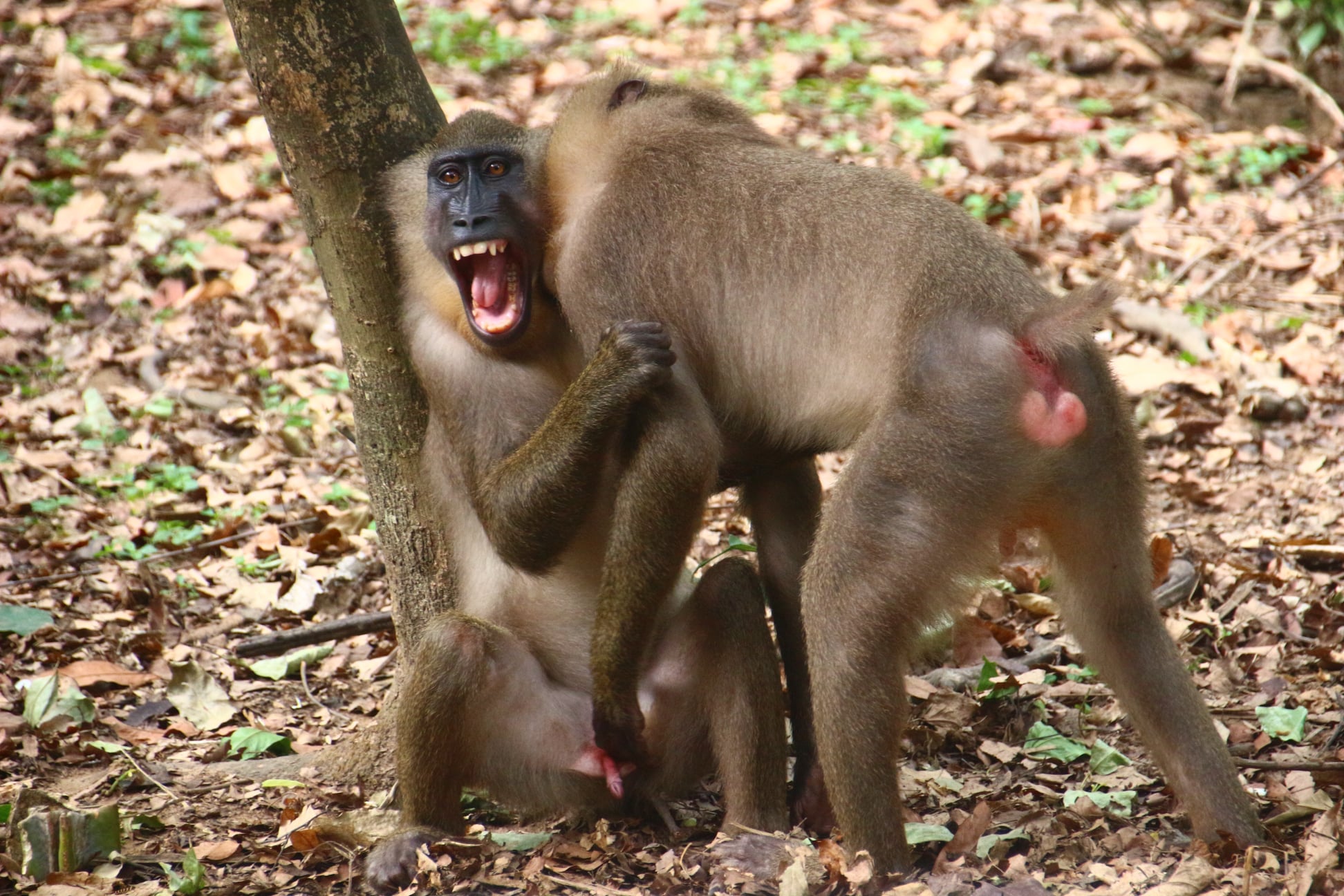 Two monkeys playing in the Calabar Drill Ranch.