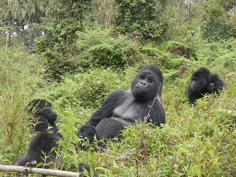 Gorillas at Mbe Mountain Community Forest.