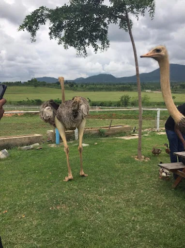Ostriches walking around at the De Darling Farms Resort