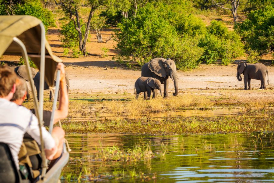 Tourists Watching Elephants While on Safari in Botswana.