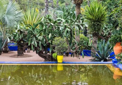Top 7 Beautiful Gardens in Marrakech Like Jardin Majorelle