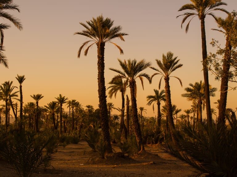 Hectares of tall palm trees in the Palmeraie Grove at dawn